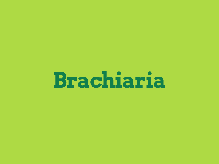 Brachiaria